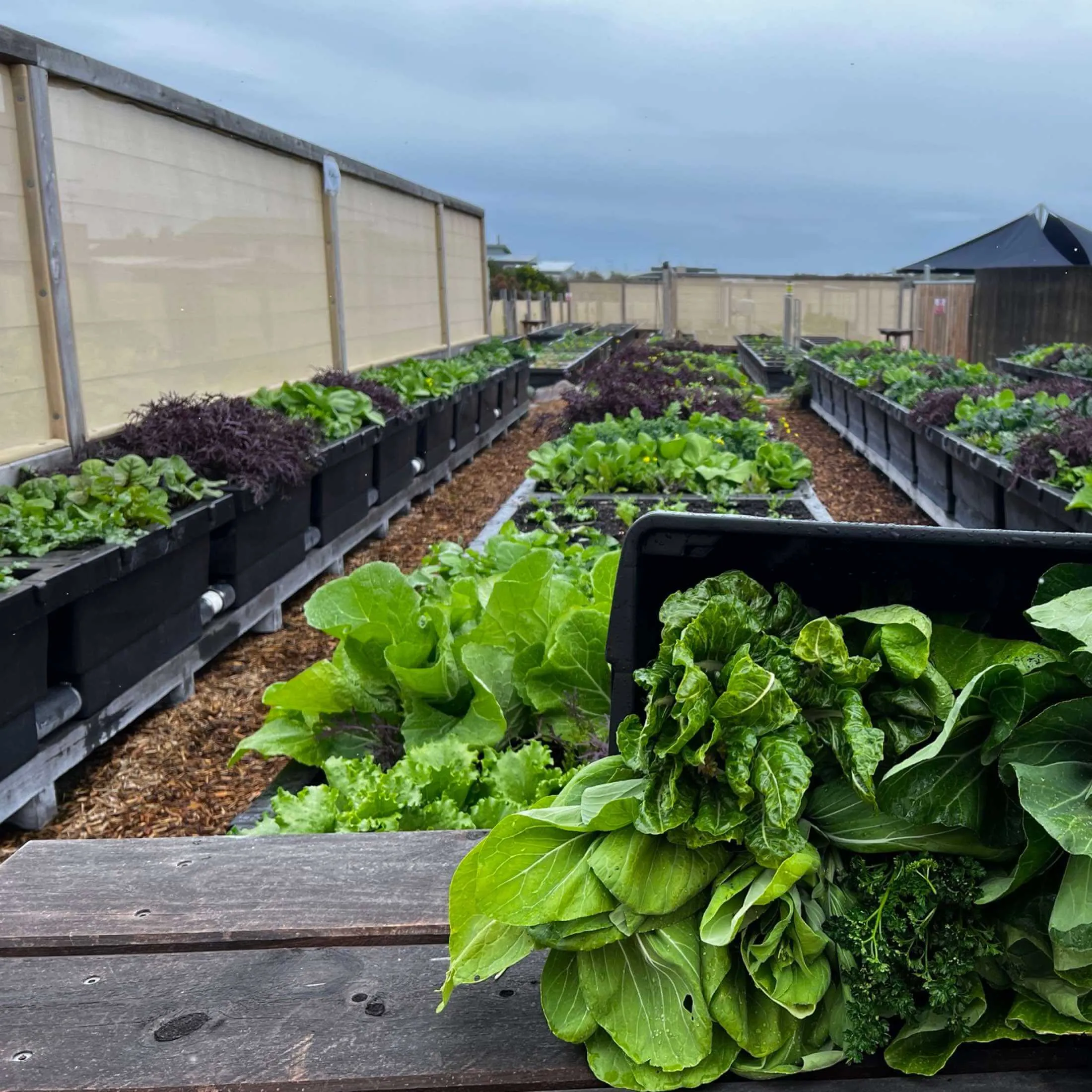 Foodcube™  Slim- The Next Generation of Self Watering Raised Garden