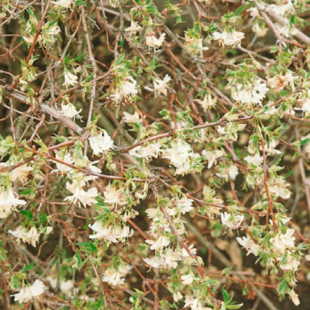 Lonicera fragrantissima Honeysuckle Climbing Plant 3Ltr Pot