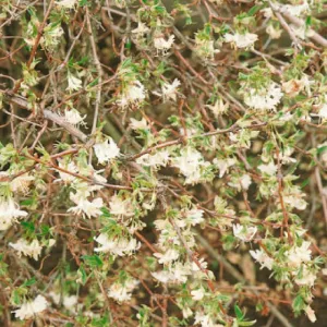 Lonicera fragrantissima Honeysuckle Climbing Plant 3Ltr Pot